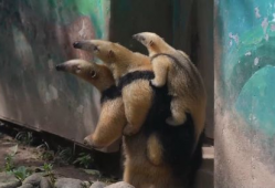 食蚁兽视频,揭秘它们的独特饮食习惯与生存智慧