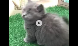 蓝猫视频,探索奇幻世界，畅游知识海洋